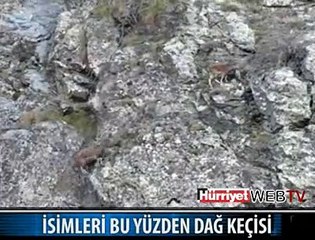 DAĞ KEÇİSİNİN NEREDEN ATLADI