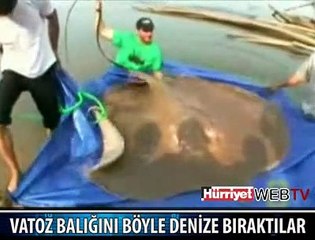 DEV VATOZ BALIĞINI DENİZE BIRAKTILAR