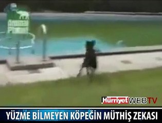 KÖPEĞİN MÜTHİŞ AKLI