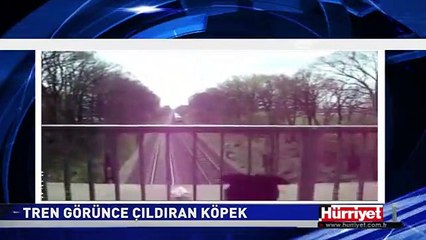 TREN GÖRÜNCE ÇILGINA DÖNEN KÖPEK