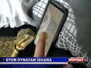 İGUANA AVINI SEKTİRMEDİ
