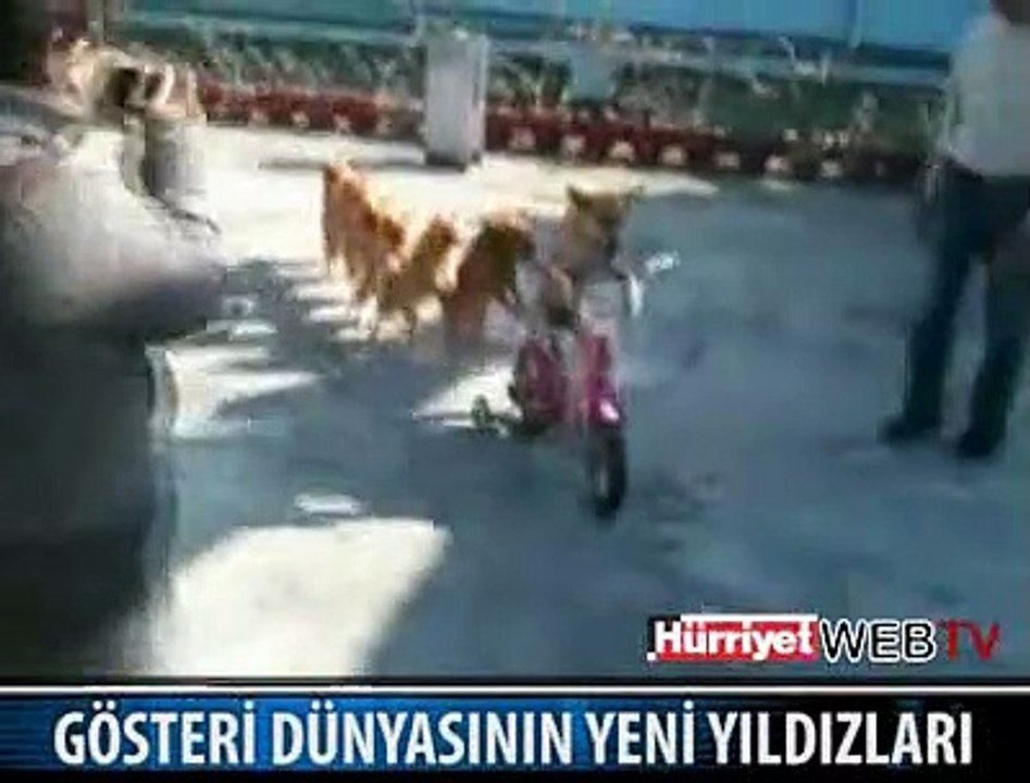 YILDIZ KÖPEKLER