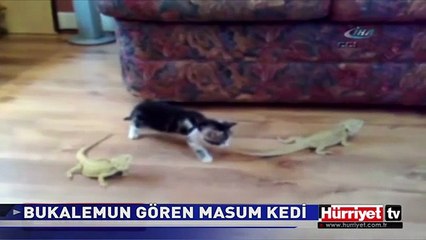 BUKALEMUN GÖREN ZAVALLI KEDİ