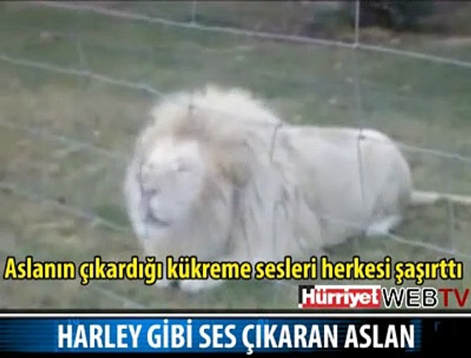 MOTOR GİBİ KÜKREYEN ASLAN