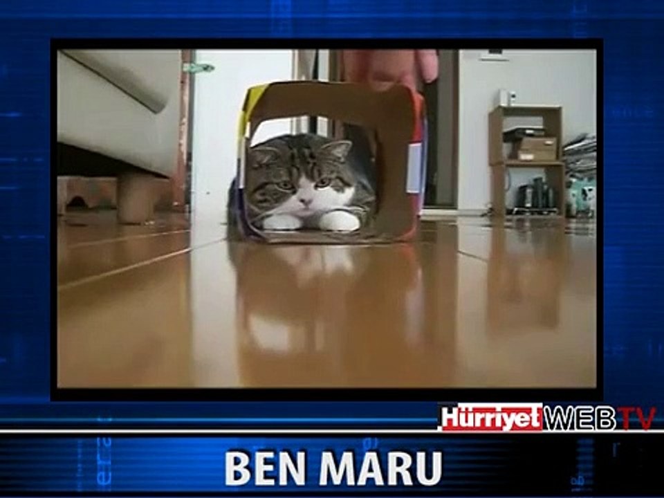KEDİNİN OYUNU