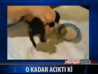 ACIKAN KÖPEK ŞEKİLDEN ŞEKİLE GİRDİ