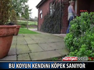 KENDİNİ KÖPEK ZANNEDEN KOYUN
