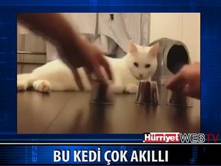 BU KEDİ ÇOK AKILLI