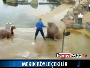 MEKİK ÇEKEN FOK