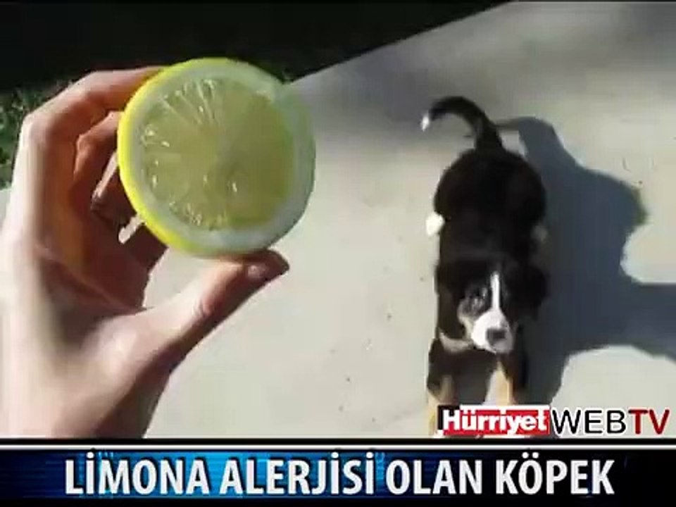 LİMON VE KÖPEK
