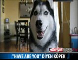 NASILSIN DİYEN KÖPEK