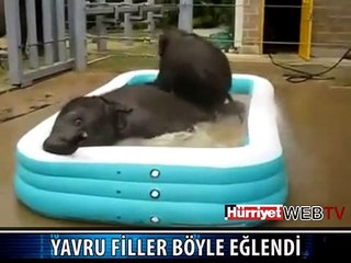 YAVRU FİLLERİN HAVUZ KEYFİ