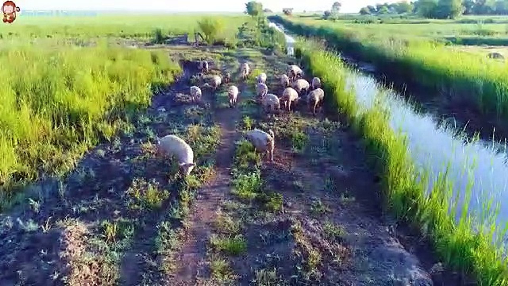⁣Animal colors and sounds, farm animals, wild animals