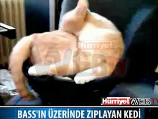BİR TUHAF ZEVKİ OLAN KEDİ