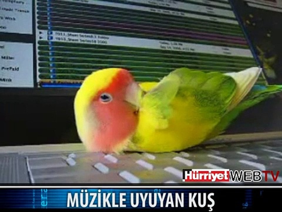 MÜZİK DİNLEYEREK UYUYAN KUŞ