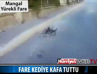 MANGAL YÜREKLİ FARE