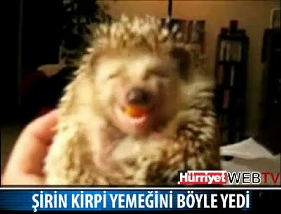 HİÇ, BİR KİRPİYİ YAKINDAN GÖRDÜNÜZ MÜ