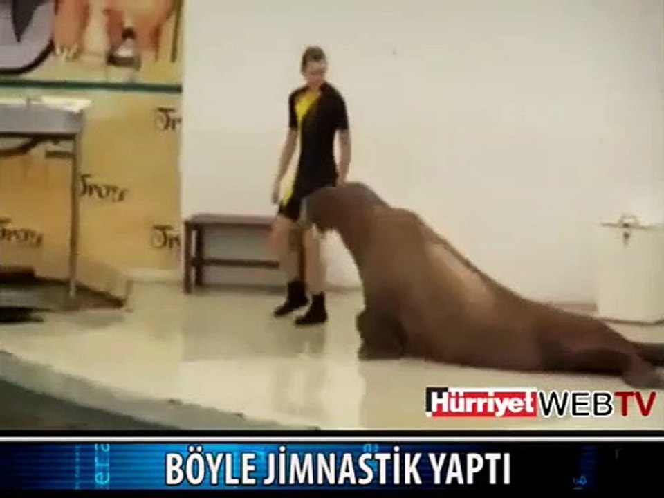 KOCA HAYVANA AYNI ŞEYLERİ YAPTIRDI