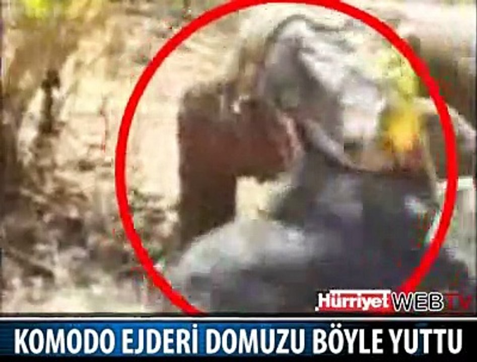 DOMUZU ÇİĞNEMEDEN YUTTU