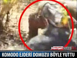 DOMUZU ÇİĞNEMEDEN YUTTU