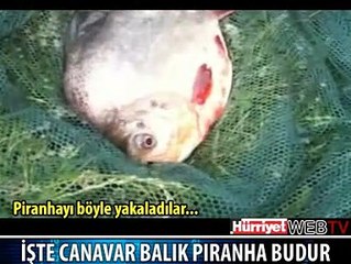 İŞTE CANAVAR BALIK PİRANHA