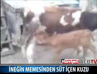 İNEĞİN MEMESİNDEN SÜT İÇEN KUZU
