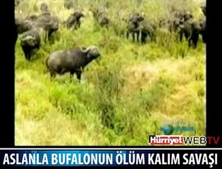 BUFALO VE ASLANIN ÖLÜM OYUNU