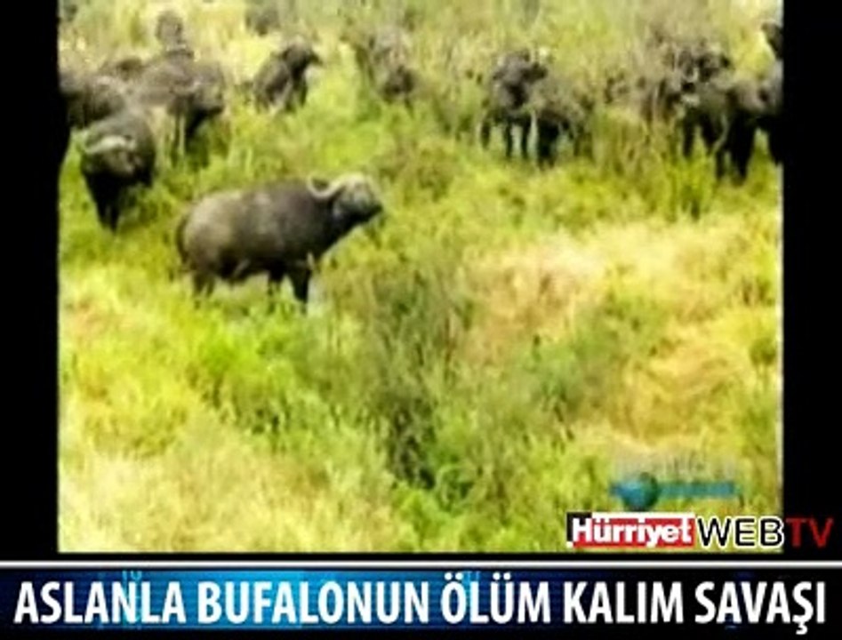 BUFALO VE ASLANIN ÖLÜM OYUNU