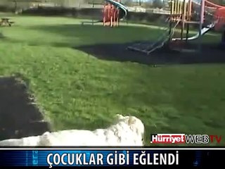 BİR KÖPEĞİN MUTLULUĞU
