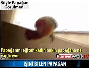 İŞİNİ BİLEN PAPAĞAN