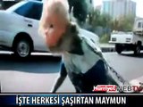 MAYMUNUN BAŞINA BEBEK MASKESİ TAKINCA