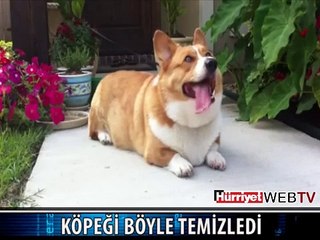 KÖPEK NASIL TEMİZLENİR