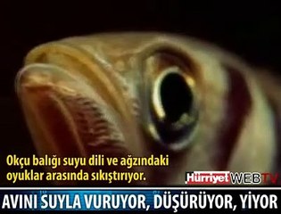 VURDUĞU BÖCEKLERİ TEK TEK YEDİ