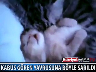 RÜYA GÖREN YAVRU KEDİ VE ANNESİ