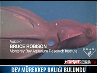 DEV MÜREKKEP BALIĞI BULUNDU