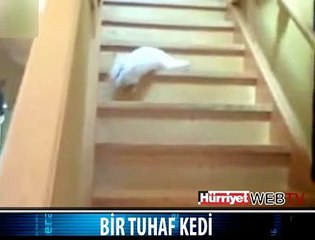 BU KEDİYE NE DEMELİ