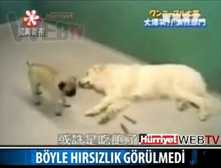 MİNİK KÖPEĞİN BÜYÜK AKLI