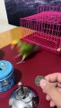 OMG!Smart Parrots Video (2022) Baby Animals Video 2022_  Amazing Parrot Video#trainingbird