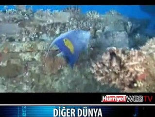 MUAZZAM SUALTI GÖRÜNTÜLERİ