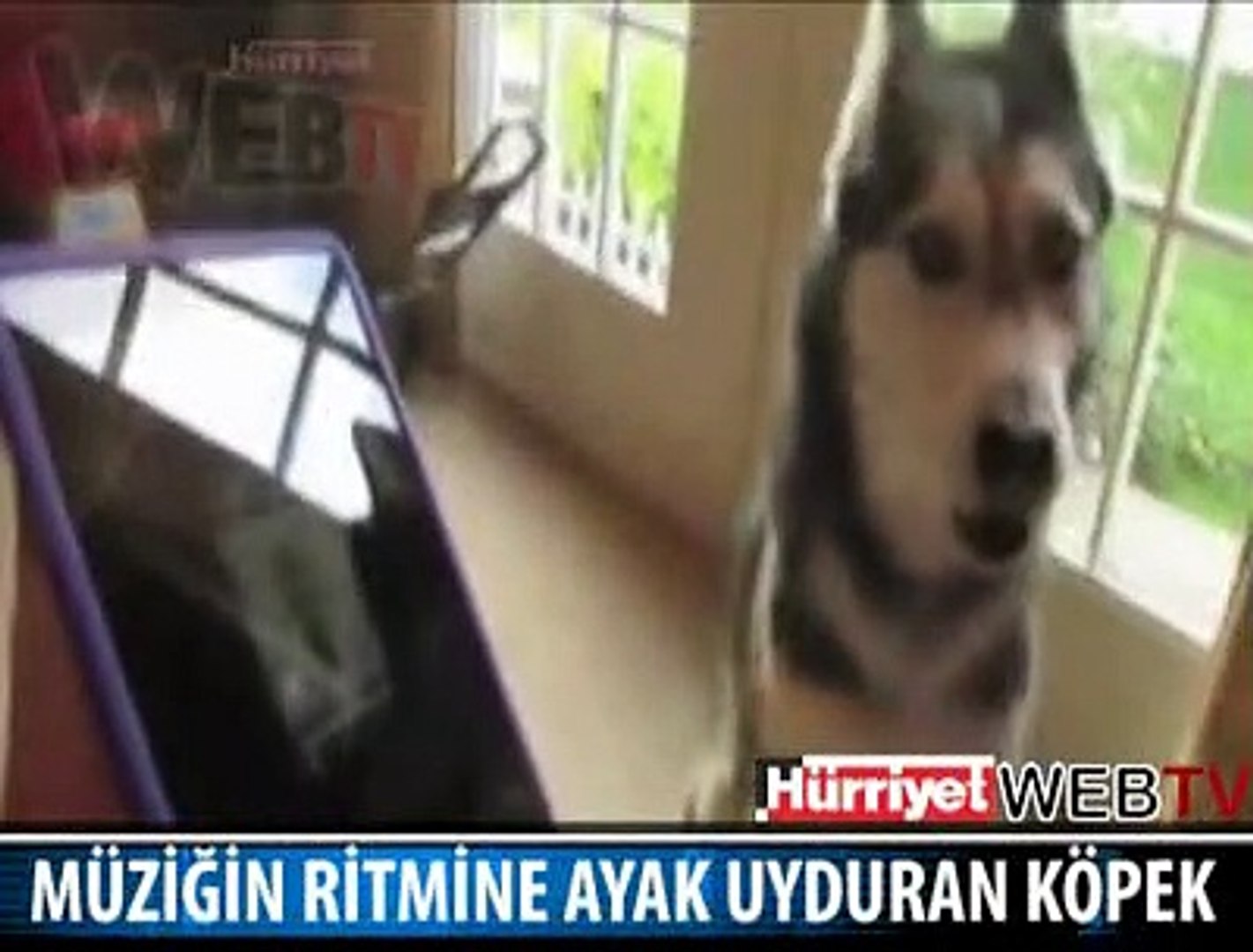 MÜZİK VE KÖPEK