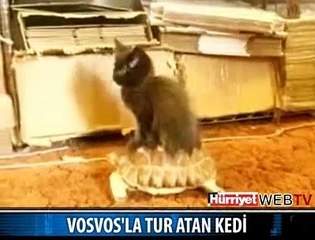 BU KEDİ ÇOK UYANIK