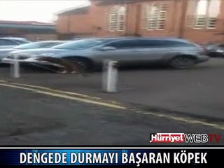 BU KÖPEK DENGEDE KALMAYI BAŞARDI