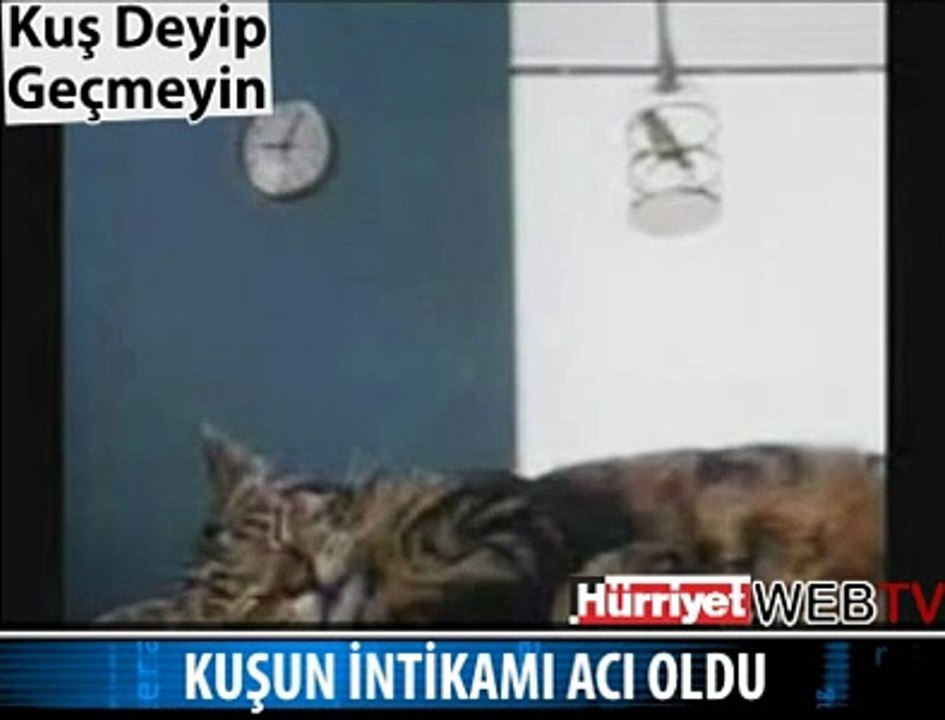 KUŞUN KEDİDEN İNTİKAMI