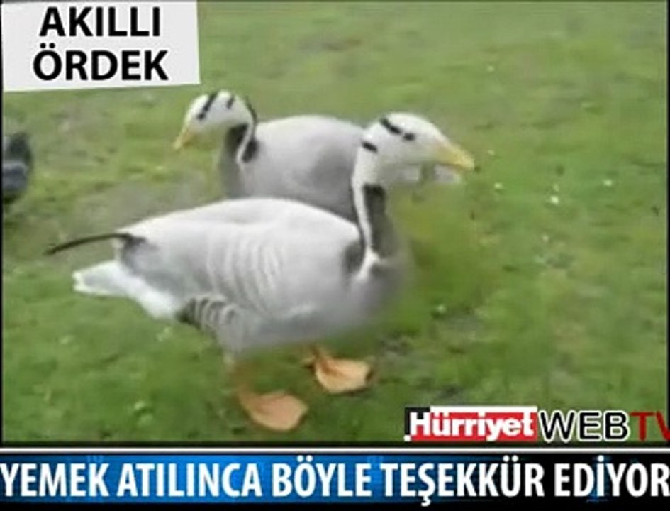 AKILLI ÖRDEK DİYE BUNA DENİR