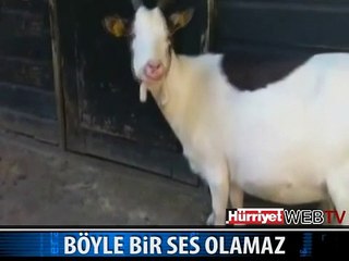 BU KEÇİNİN SESİNE ÇOK GÜLECEKSİNİZ