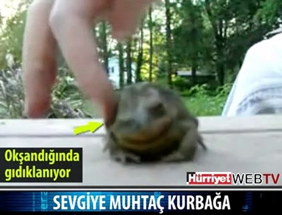 SEVGİYE MUHTAÇ KURBAĞA