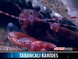 TABANCALI KARİDES