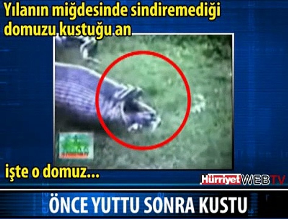YILAN DOMUZU YUTTU