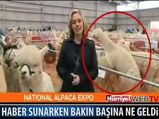 KADIN MUHABİR UTANCINDAN GÜLMEK ZORUNDA KALDI