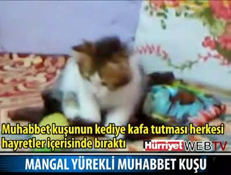 KEDİYE KAFA TUTAN MUHABBET KUŞU
